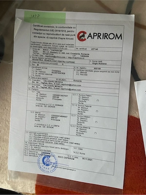 tap anglo nubian  - imagine 2