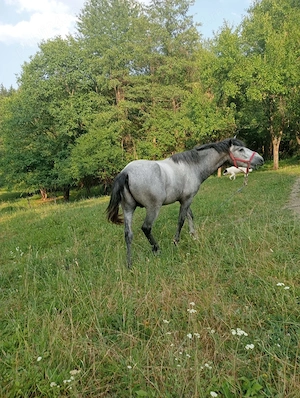 Armăsar de vanzare - imagine 2