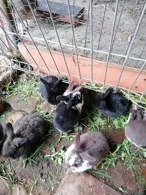 iepurași si iepuroaicain Chișoda  - imagine 4