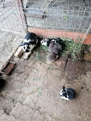 iepurași si iepuroaicain Chișoda  - imagine 3