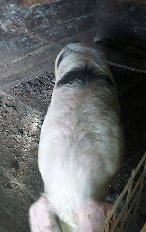 Porc de vanzare  - imagine 4