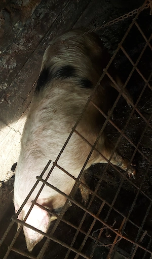 Porc de vanzare  - imagine 3