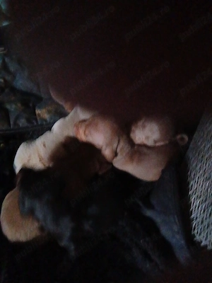 Tekel baieti si fete  - imagine 2