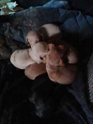 Tekel baieti si fete  - imagine 4