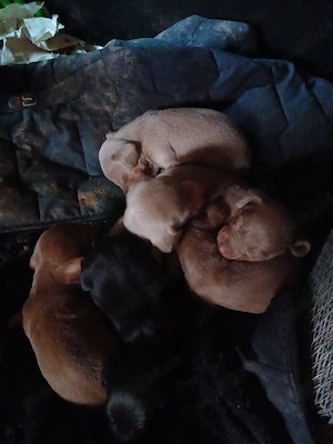 Tekel baieti si fete  - imagine 3