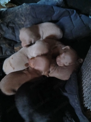 Tekel baieti si fete 