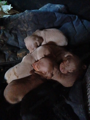 Tekel baieti si fete  - imagine 5