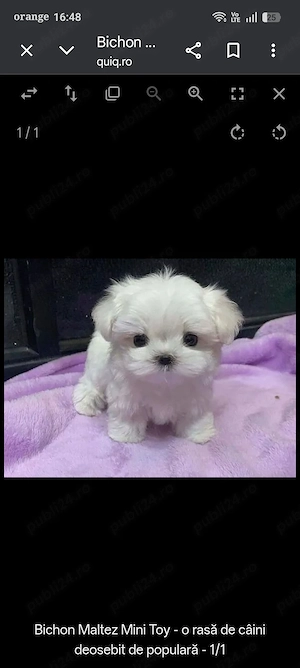 Bishoni maltezi - imagine 2