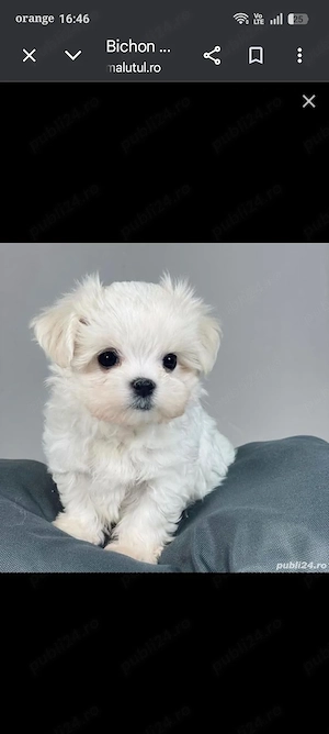 Bishoni maltezi - imagine 3