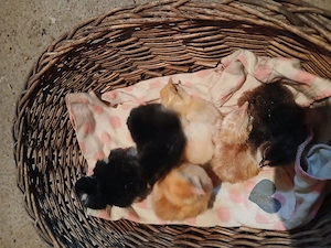 Vand pui de tara rasa mixta outoare. - imagine 2