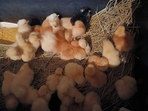 Vand pui de tara rasa mixta outoare.