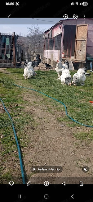 Vand familie brahma hd - imagine 3