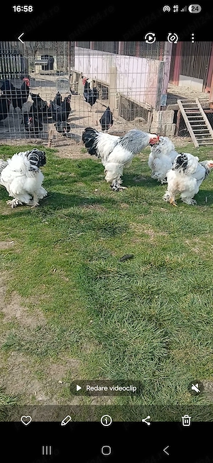 Vand familie brahma hd - imagine 2