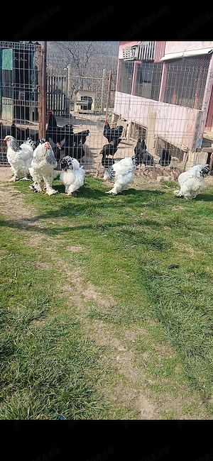 Vand familie brahma hd - imagine 4