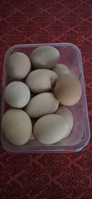 Vând pentru incubat 26 ouă găină rasa Plymouth  - imagine 4