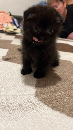 british shorthair longhair black - imagine 2