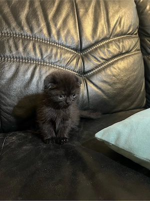 british shorthair longhair black