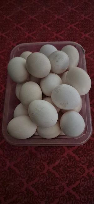 Vand pentru incubat 40 oua gaina rasa Chabo 