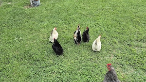 Vand pentru incubat 40 oua gaina rasa Chabo  - imagine 3