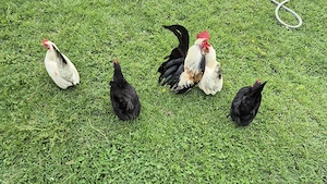 Vand pentru incubat 40 oua gaina rasa Chabo  - imagine 2