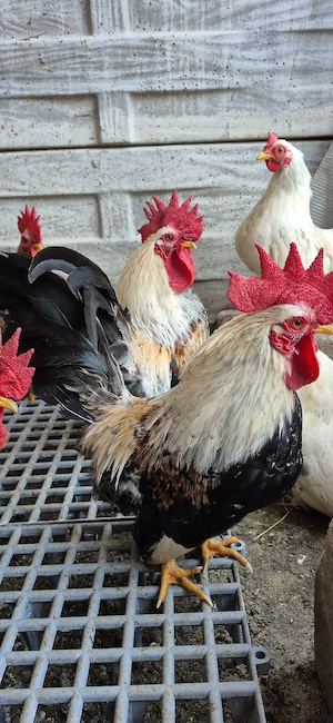 Vand pentru incubat 40 oua gaina rasa Chabo  - imagine 4