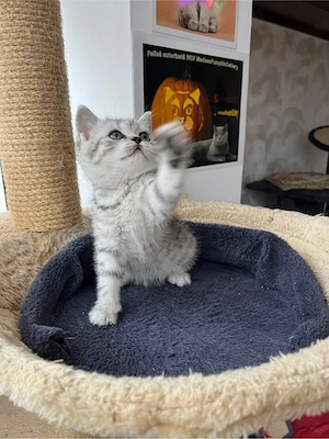 British shorthair tabby shadedpoint