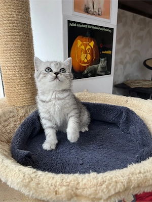 British shorthair tabby shadedpoint - imagine 2