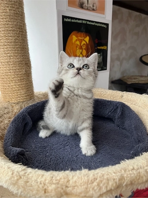 British shorthair tabby shadedpoint - imagine 4