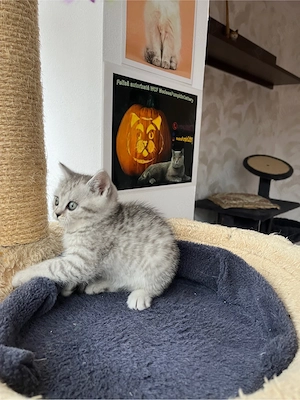 British shorthair tabby shadedpoint - imagine 5