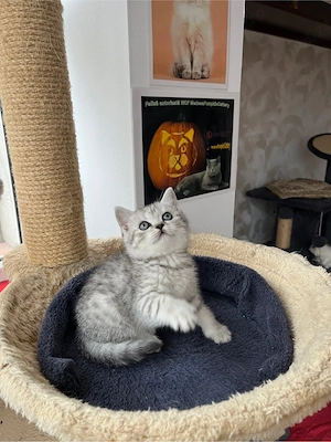 British shorthair tabby shadedpoint - imagine 3