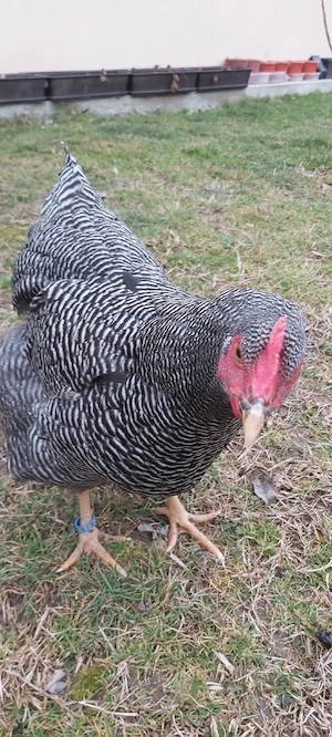 Vând pentru incubat 26 ouă găină rasa Plymouth  - imagine 3