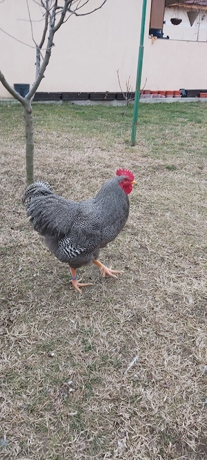 Vând pentru incubat 26 ouă găină rasa Plymouth  - imagine 5