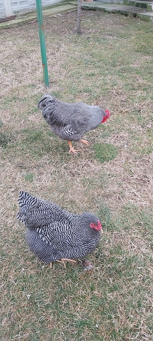 Vând pentru incubat 26 ouă găină rasa Plymouth 