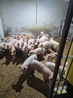 Vând purcei rasa landras, petran, Duroc și marele alb. 15-25kg și 60-80kg - imagine 2