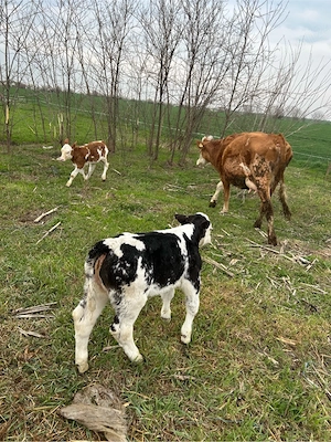 vaca cu doua vitele  - imagine 2