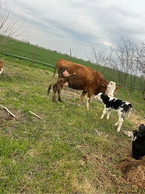 vaca cu doua vitele  - imagine 3