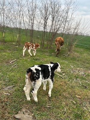 vaca cu doua vitele  - imagine 5