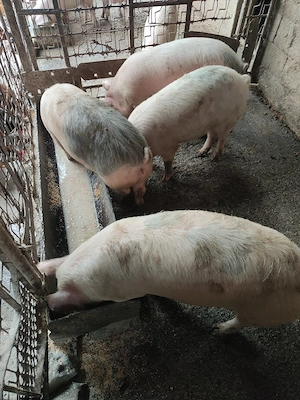 Grăsuni de vînzare  - imagine 3