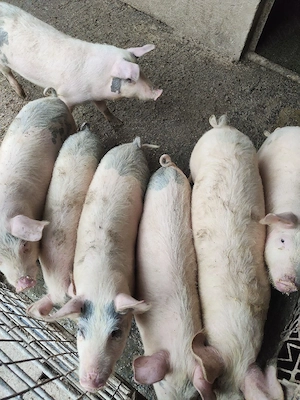 Grăsuni de vînzare  - imagine 2