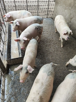 Grăsuni de vînzare  - imagine 5