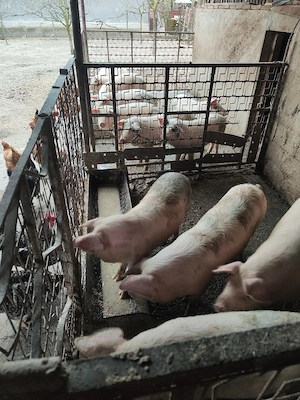 Grăsuni de vînzare  - imagine 4