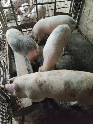 Grăsuni de vînzare 