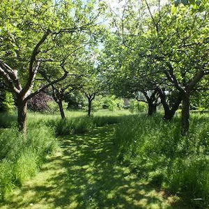 Vând teren Extravilan plantație pruni în Lipova