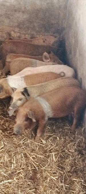 Purcei de 10 săptămâni 