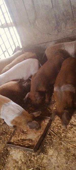 Purcei de 10 săptămâni,castrați și deparazitați 