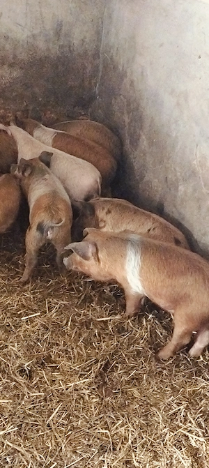 Purcei de 10 săptămâni  - imagine 2