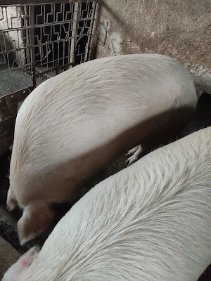 Vind Porci Grași  - imagine 2