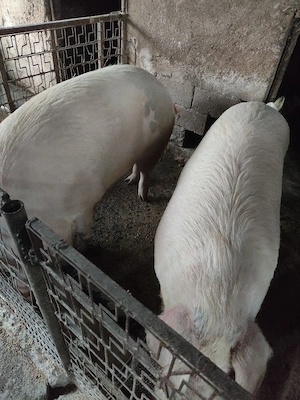 Vind Porci Grași  - imagine 3