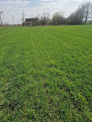 Proprietate cu casă, curte și 0,51 ha teren intravilan arabil (6,234 mp)  Teghea, jud. Satu Mare - imagine 7