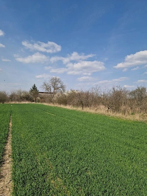 Proprietate cu casă, curte și 0,51 ha teren intravilan arabil (6,234 mp)  Teghea, jud. Satu Mare - imagine 8